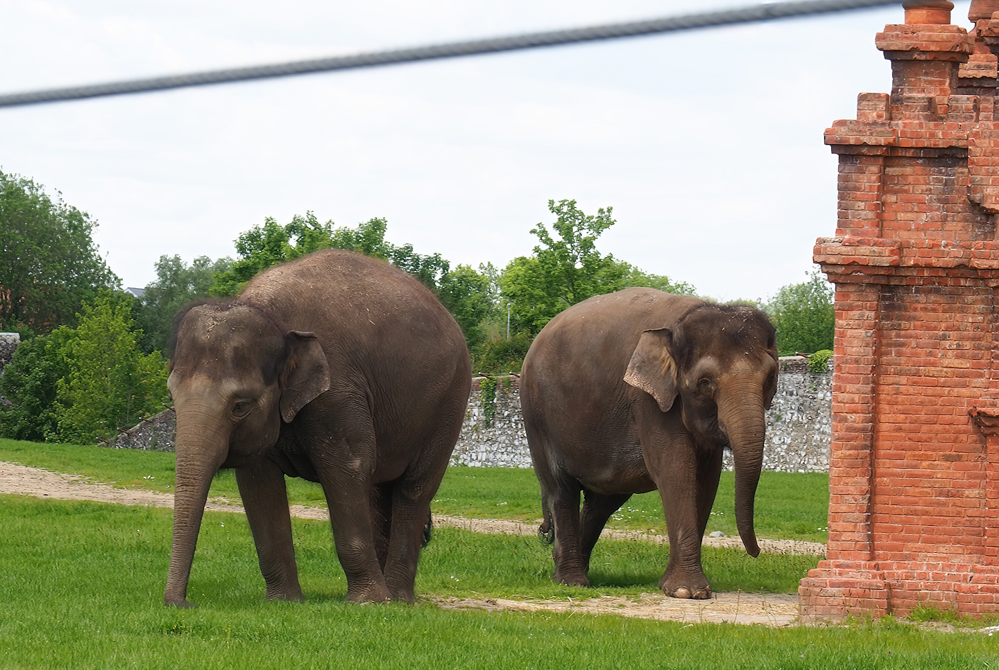 Pairi Daiza Steam Railway ride - Asian elephants (Elephas maximus), 2023-05-16