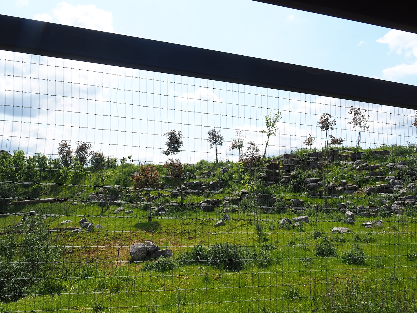 Pairi Daiza Steam Railway ride - Blackbuck and Tajik markhor exhibit, 2023-05-16