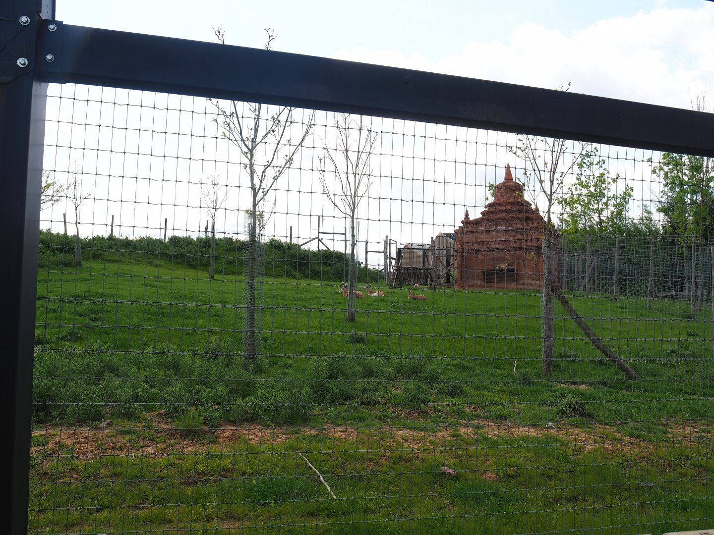 Pairi Daiza Steam Railway ride - Blackbuck and Tajik markhor exhibit, 2023-05-16