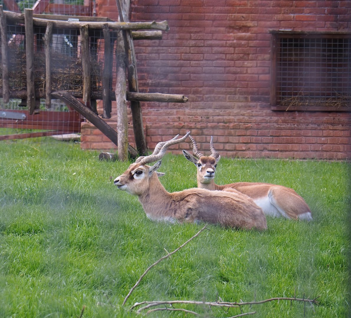 Pairi Daiza Steam Railway ride - Blackbuck (Antilope cervicapra), 2023-05-16
