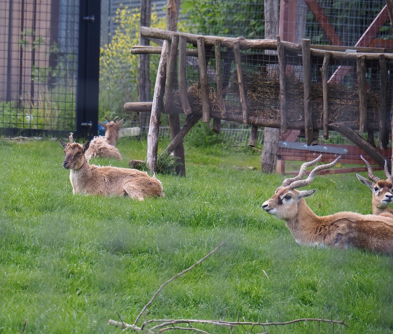 Pairi Daiza Steam Railway ride - Blackbuck (Antilope cervicapra) and Tajik markhor (Capra falconeri heptneri), 2023-05-16