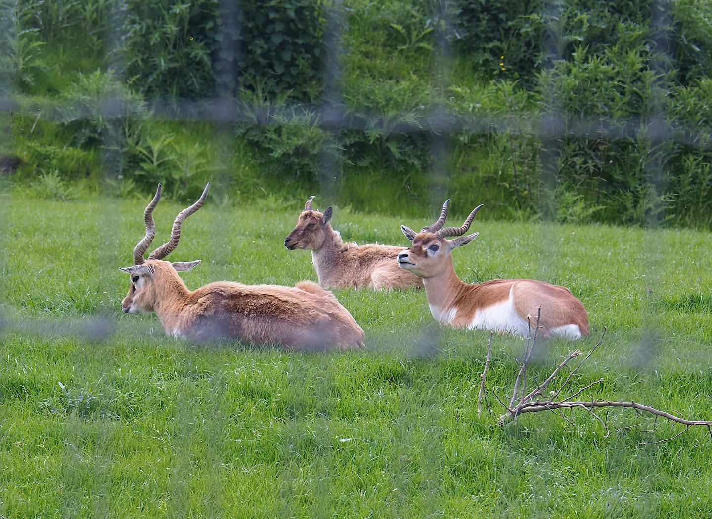 Pairi Daiza Steam Railway ride - Blackbuck (Antilope cervicapra) and Tajik markhor (Capra falconeri heptneri), 2023-05-16