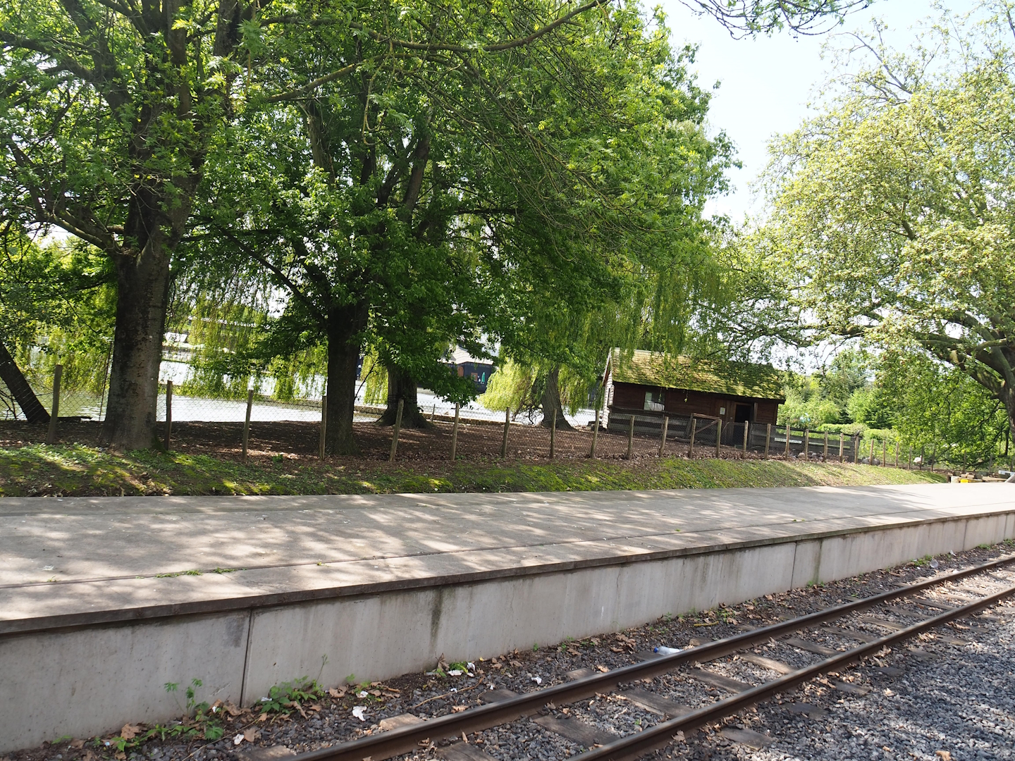 Pairi Daiza Steam Railway ride - Chilean flamingo exhibit between train station and lake, 2023-05-16
