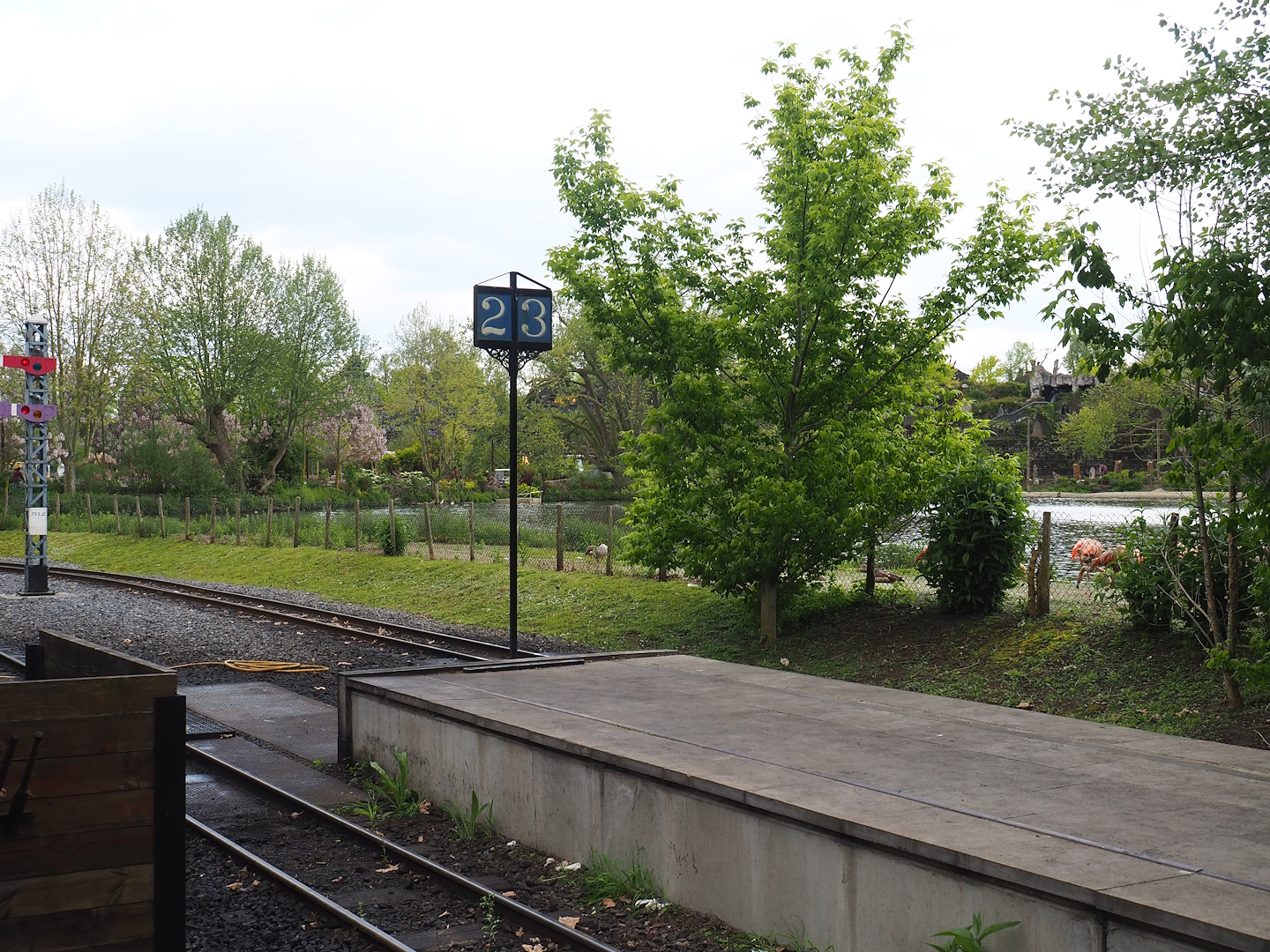 Pairi Daiza Steam Railway ride - Chilean flamingo exhibit between train tracks and lake, 2023-05-16
