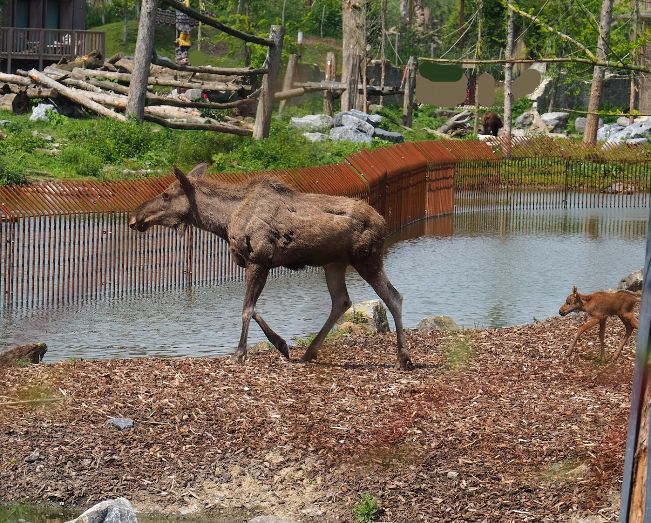 Pairi Daiza Steam Railway ride - Eurasian moose (Alces alces alces) with calf, 2023-05-16
