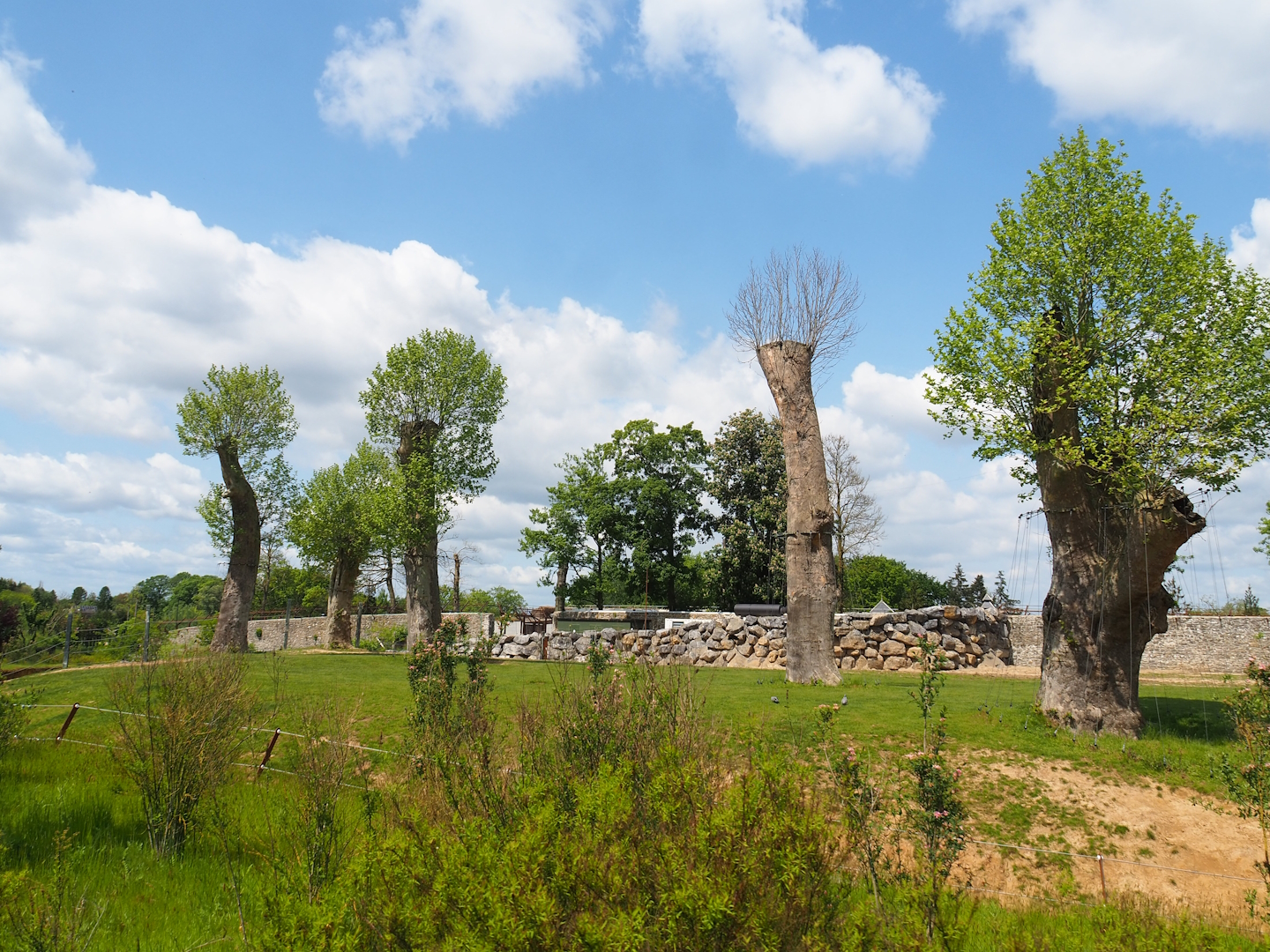 Pairi Daiza Steam Railway ride - First large Asian elephant paddock, 2023-05-16