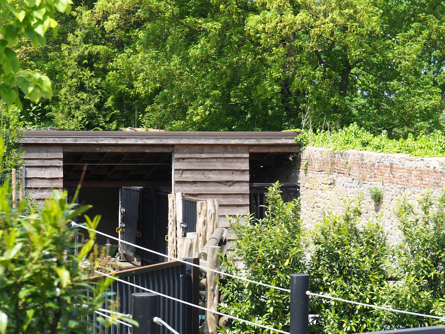 Pairi Daiza Steam Railway ride - Musk ox holding area, 2023-05-16
