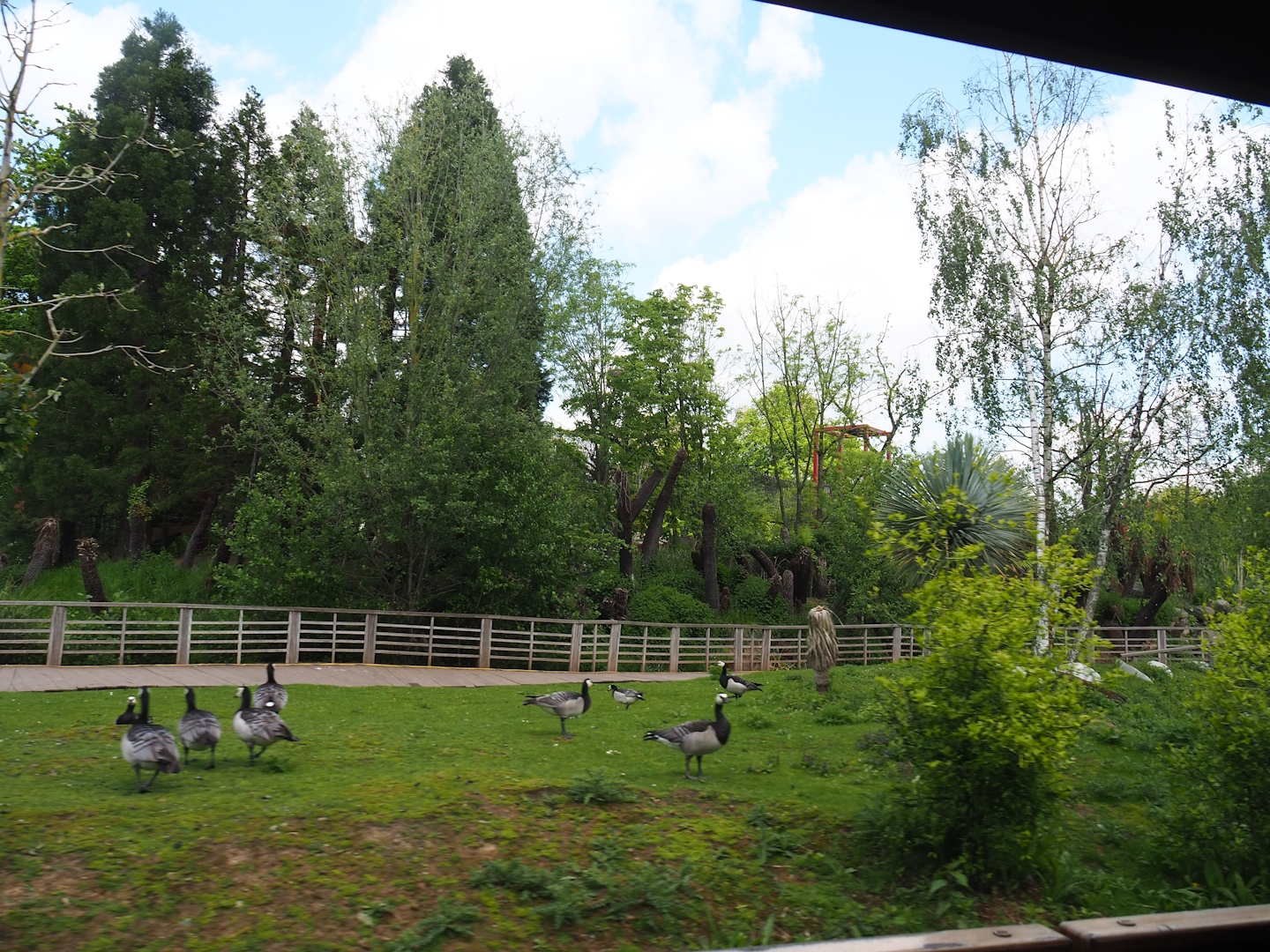 Pairi Daiza Steam Railway ride - Southern Cape Australia area - Kangaroo walk-through and Cassowary exhibit, 2023-05-16