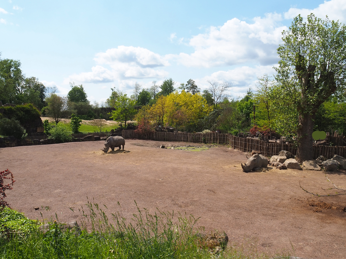 Pairi Daiza Steam Railway ride - Southern white rhinoceros and Northern warthog paddock, 2023-05-16