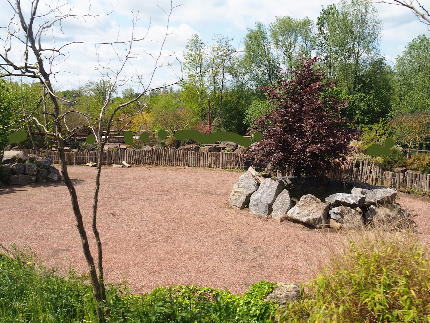 Pairi Daiza Steam Railway ride - Southern white rhinoceros and Northern warthog paddock, 2023-05-16