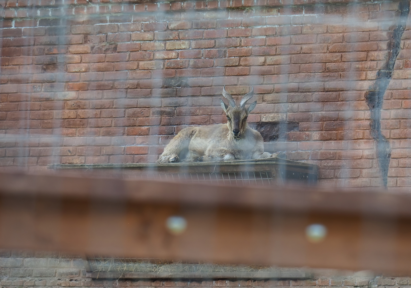Pairi Daiza Steam Railway ride - Tajik markhor (Capra falconeri heptneri), 2023-05-16
