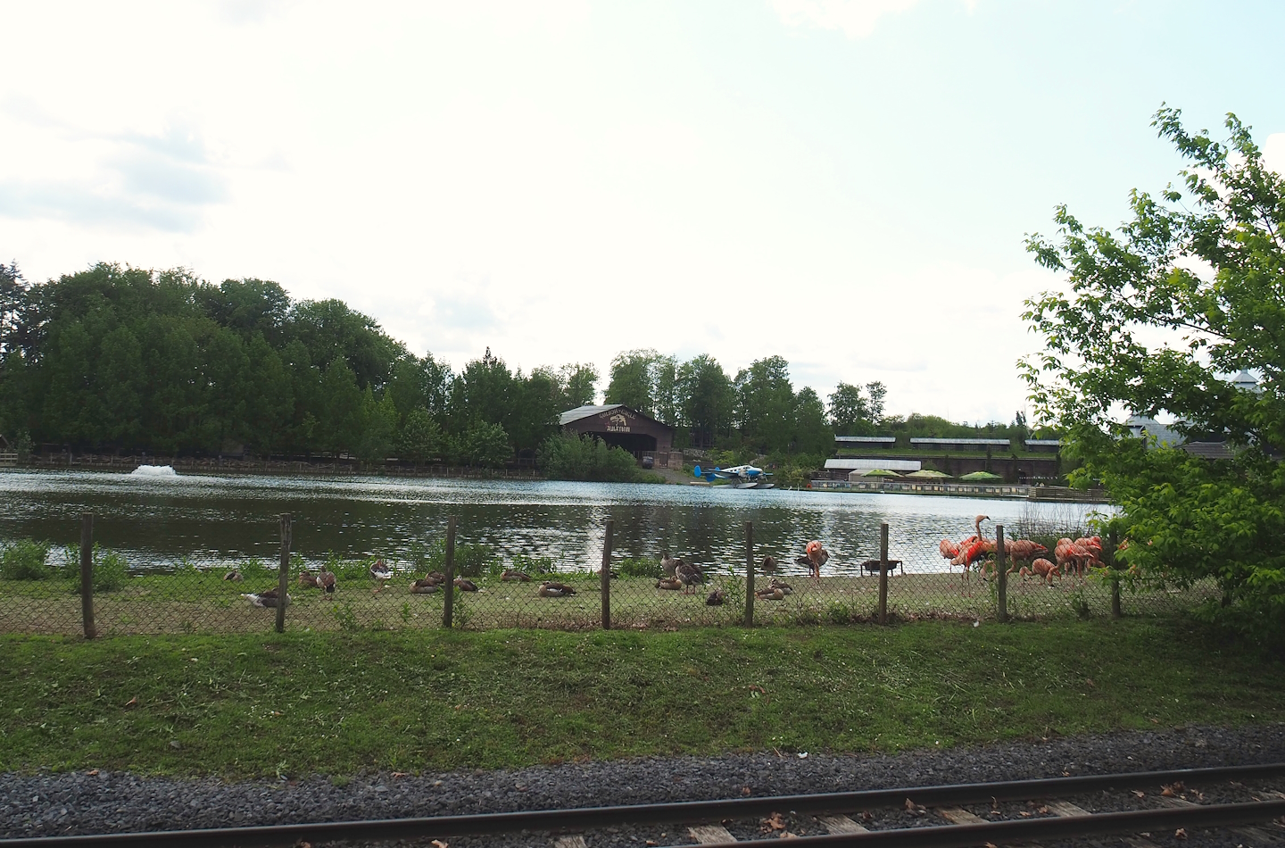 Pairi Daiza Steam Railway ride - View of lake and Chilean flamingo exhibit between train tracks and lake, 2023-05-16