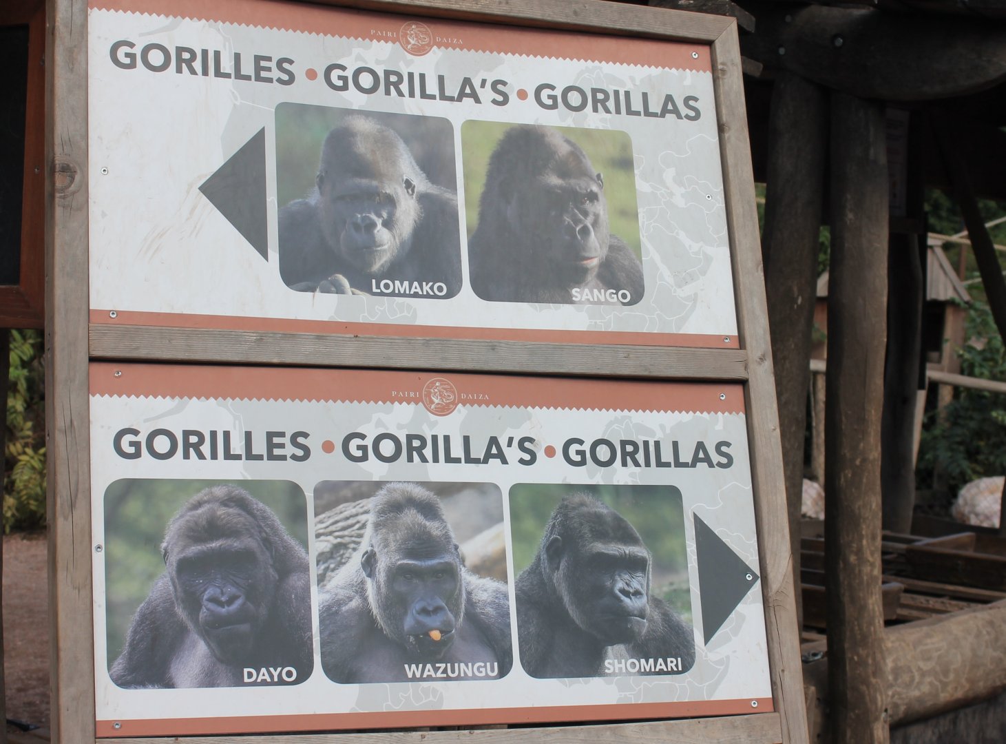 Pairi Daiza's Gorillas