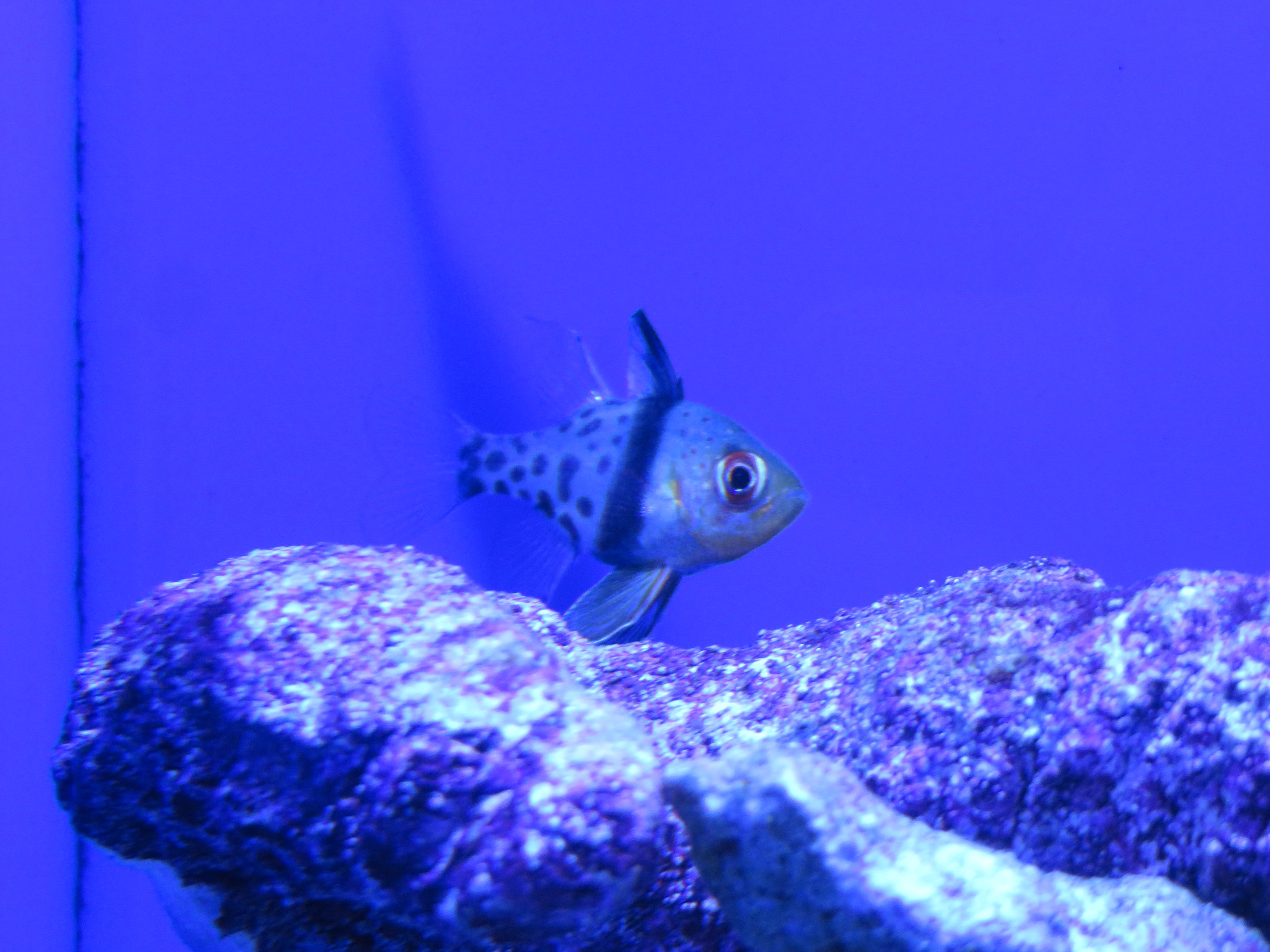 Pajama Cardinalfish (juvenile)