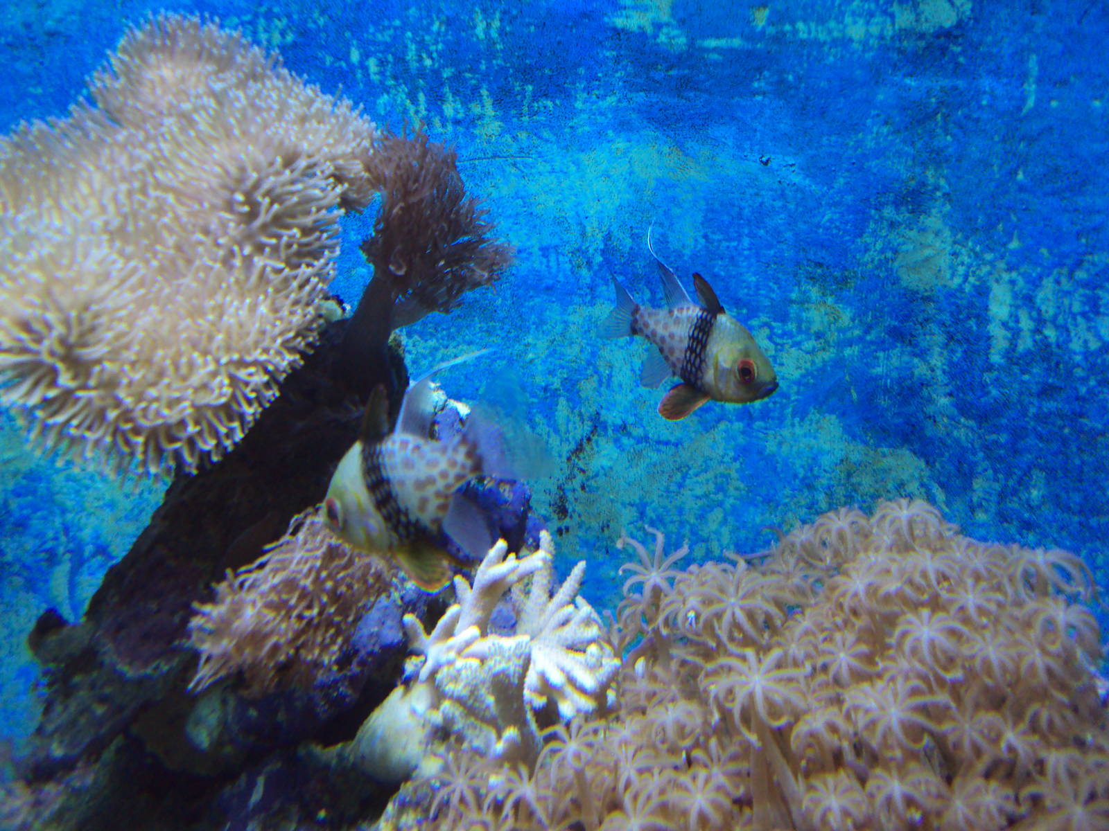 Pajama Cardinalfish (Sphaeramia nematoptera)