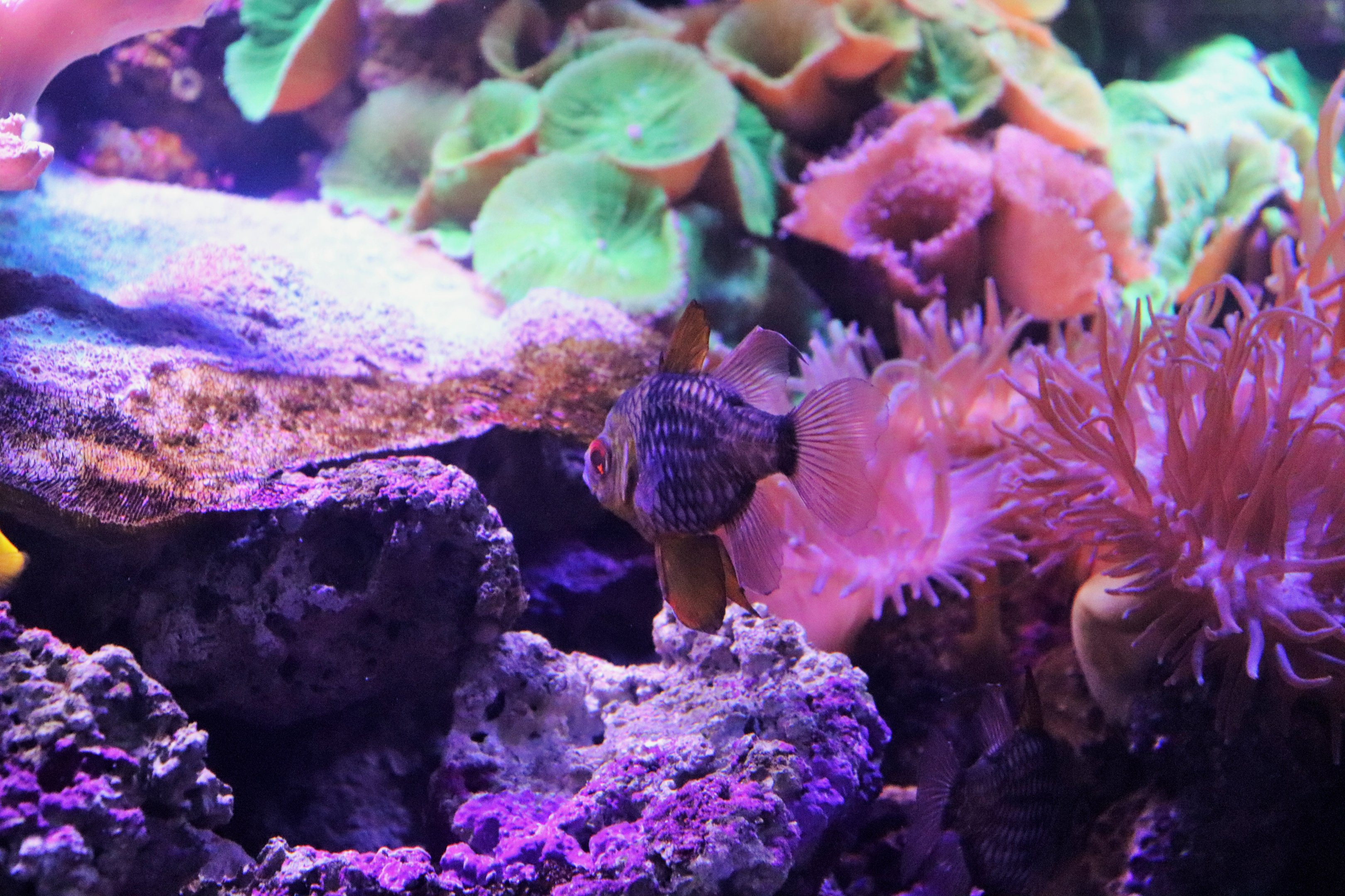 Pajama Cardinalfish (Sphaeramia nematoptera)