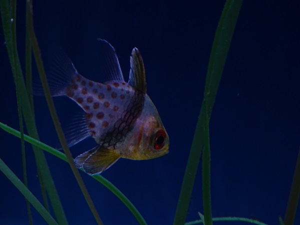 Pajama cardinalfish (Sphaeramia nematoptera)
