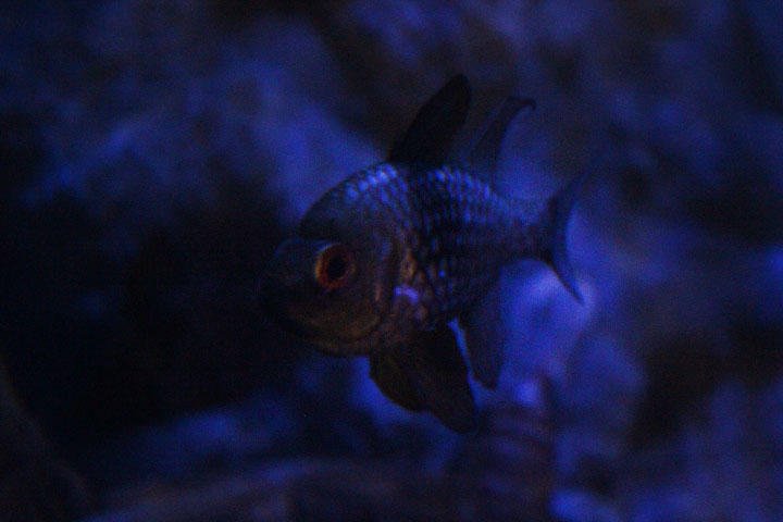 Pajama cardinalfish (Sphaeramia nematoptera)