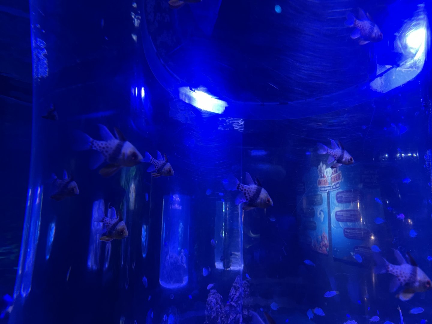 pajama cardinalfish (sphaeramia nematoptera)