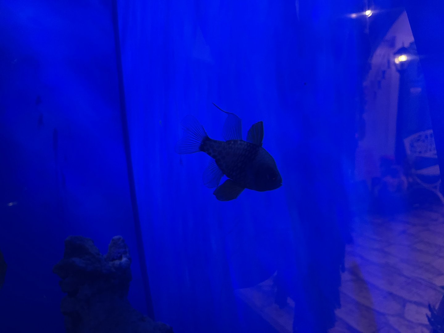 pajama cardinalfish (sphaeramia nematoptera)