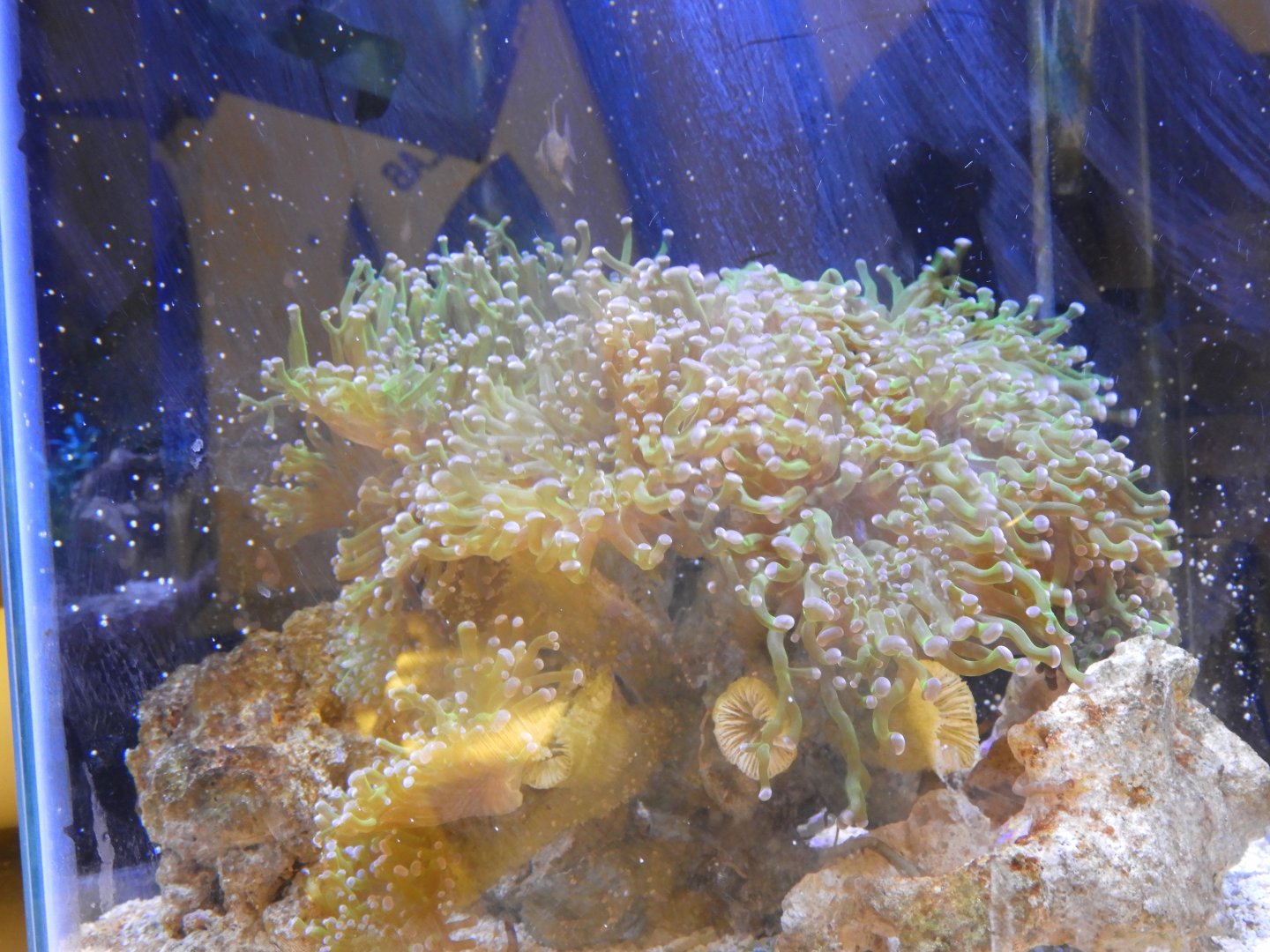 Pajama Cardinalfish tank - Reiman Adventure Submarine - Reiman Aquarium