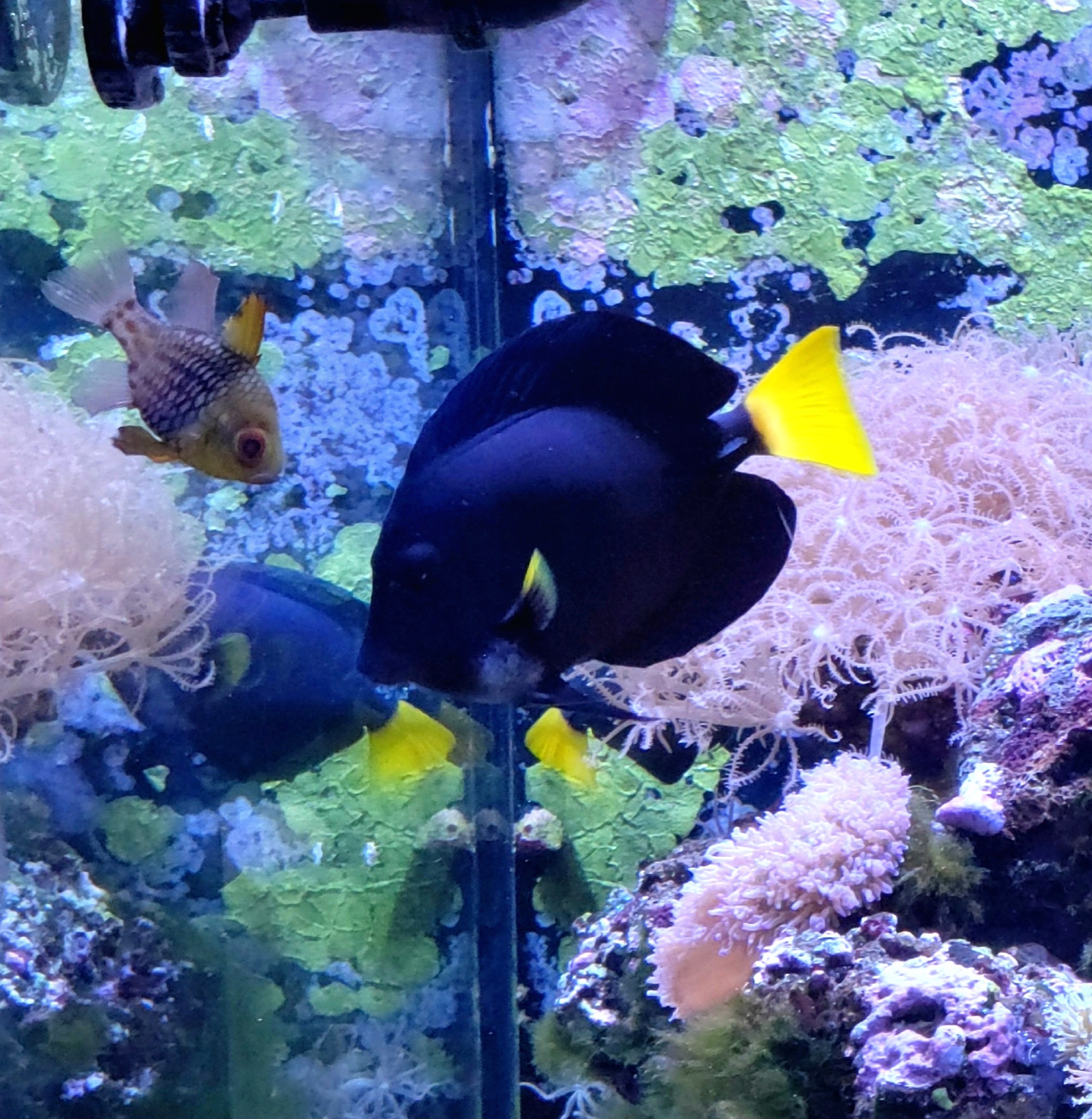 Pajama Cardinalfish & Yellow-Tailed Tang