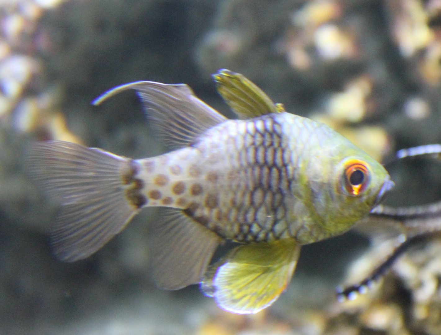 Pajama cardinalfish