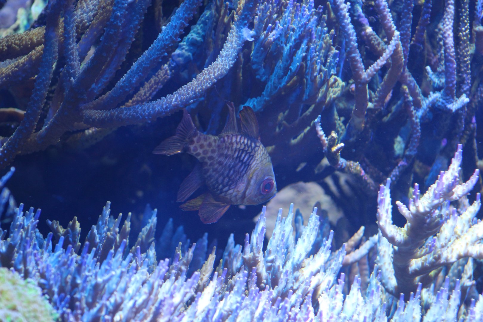 Pajama Cardinalfish