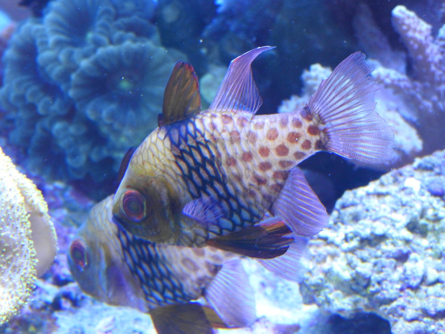Pajama Cardinalfish