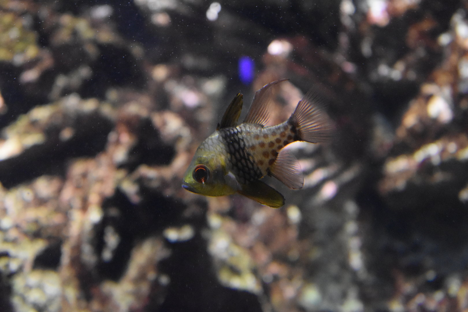 Pajama cardinalfish
