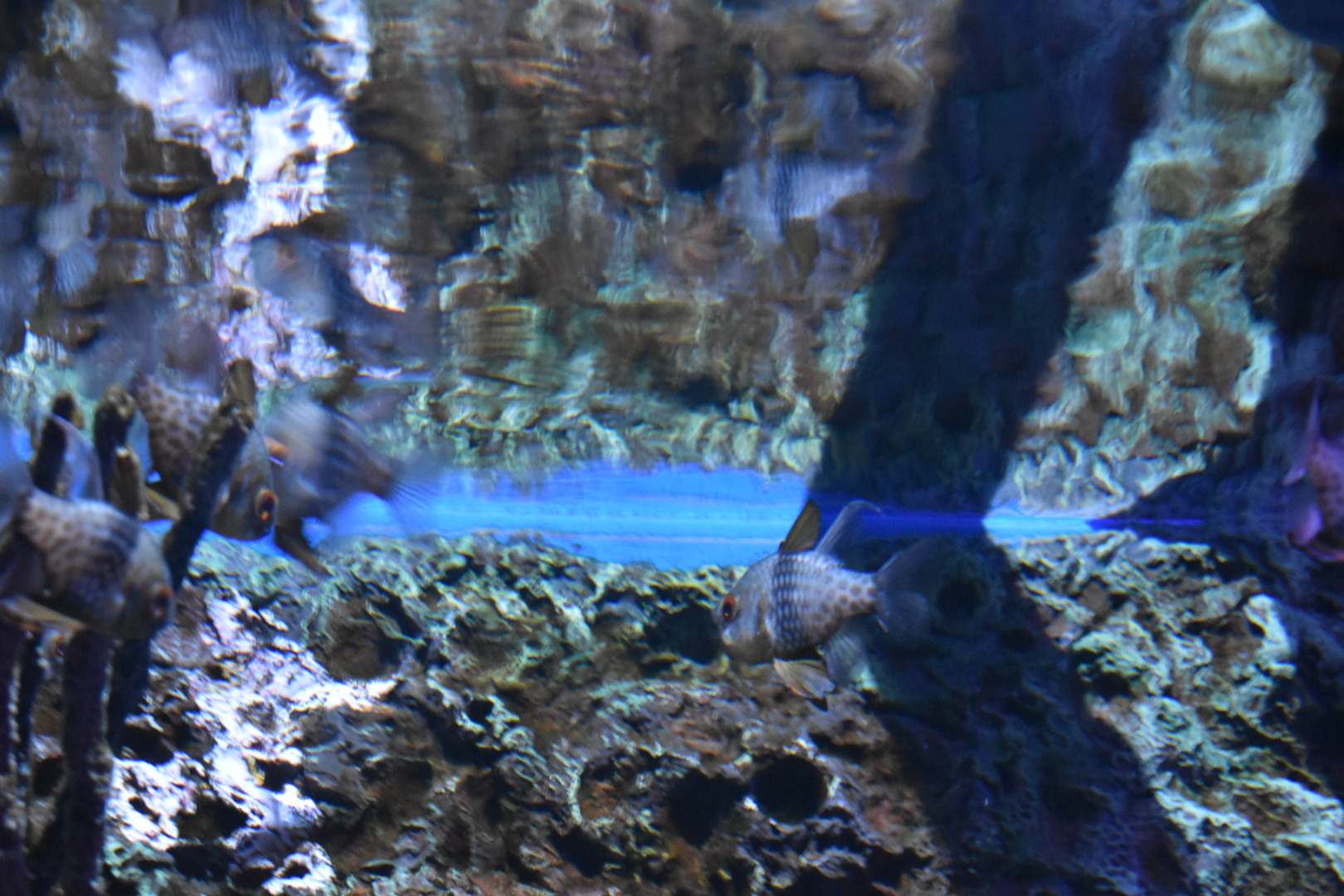 Pajama Cardinalfish