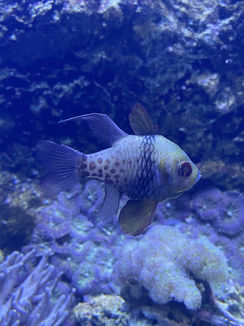 Pajama Cardinalfish