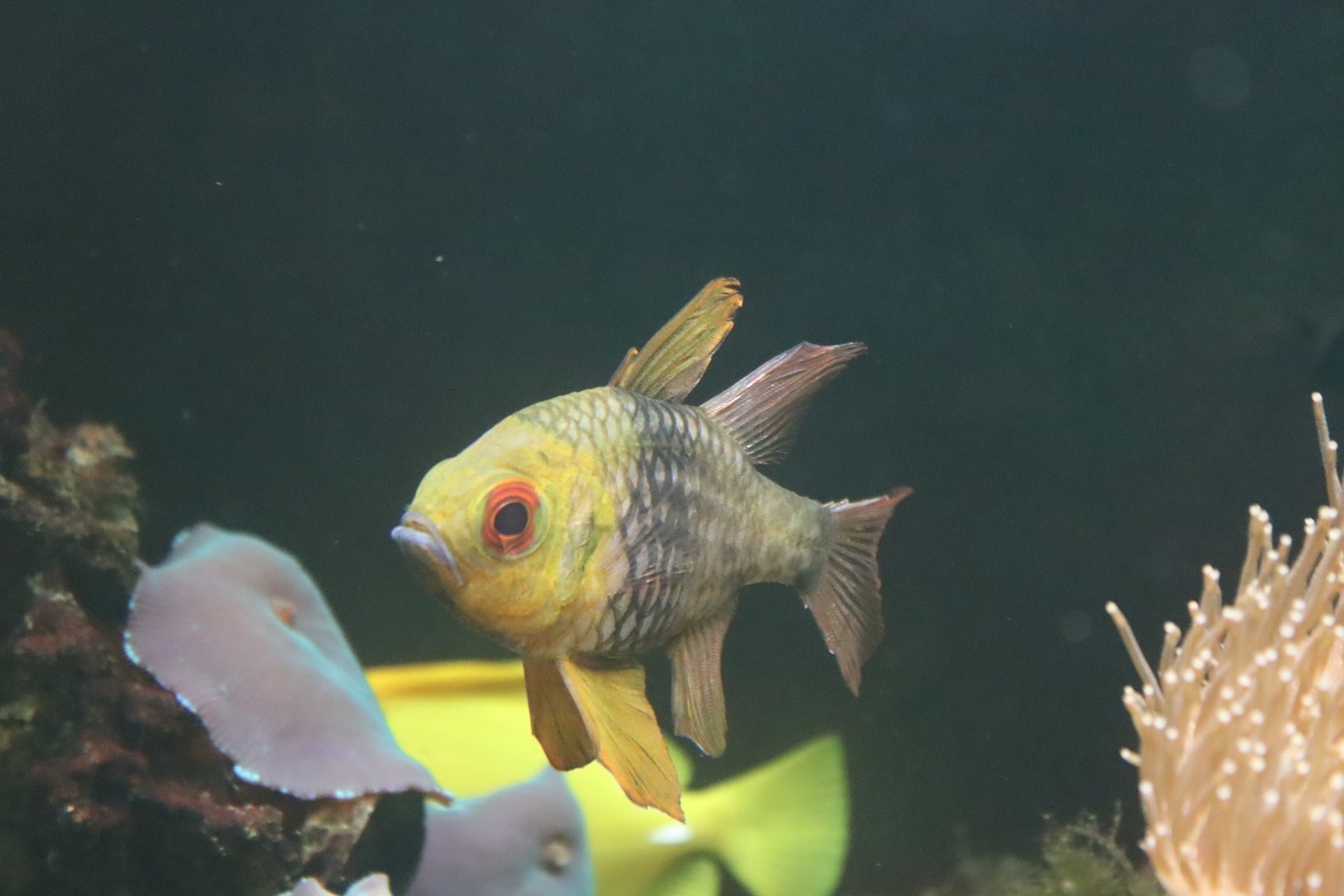 Pajama Cardinalfish