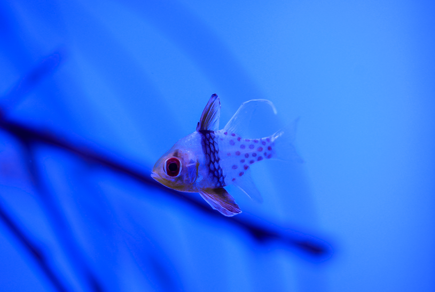 Pajama Cardinalfish