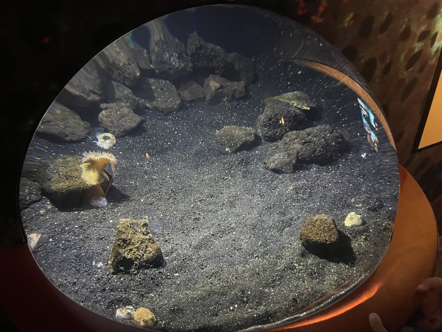 Pajama squid exhibit