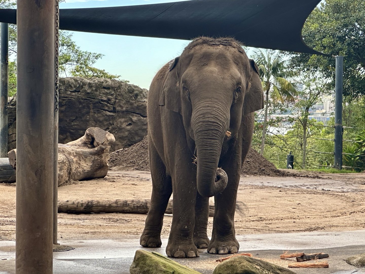 Pak Boon (Asian Elephant)