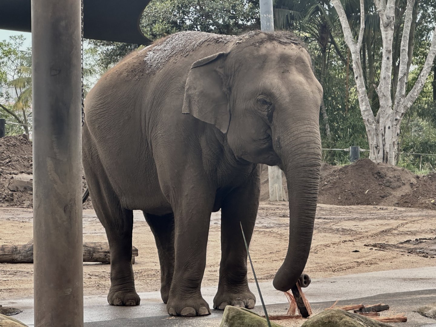 Pak Boon (Asian Elephant)
