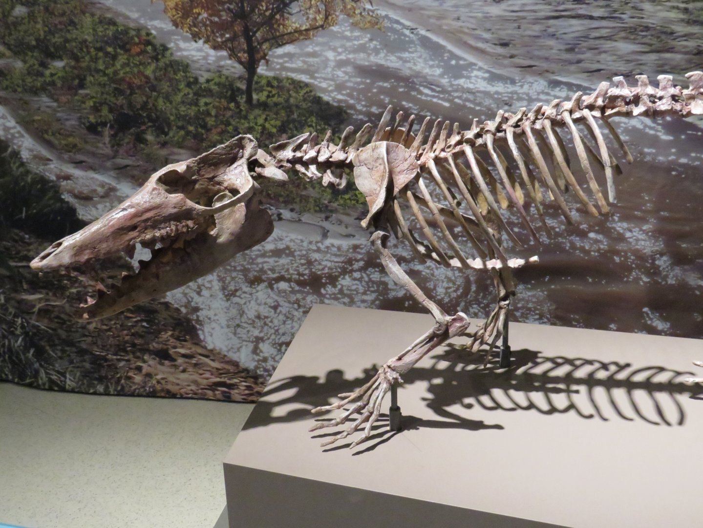 Pakicetus