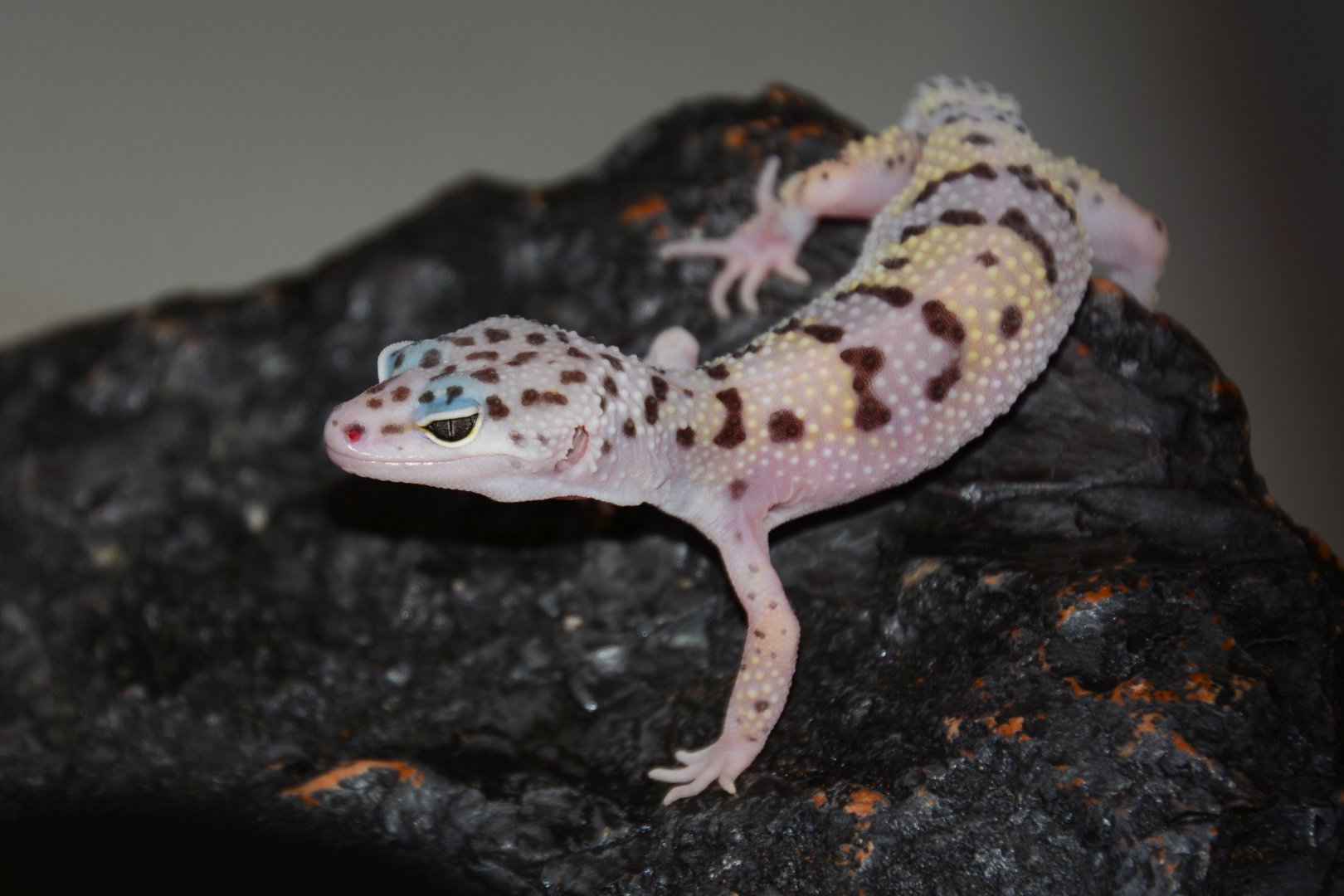 Pakistan leopard gecko (Eublepharis macularius montanus)