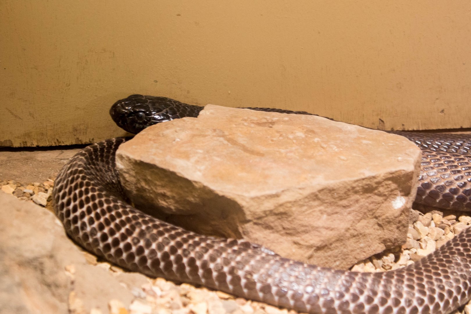 Pakistani black cobra