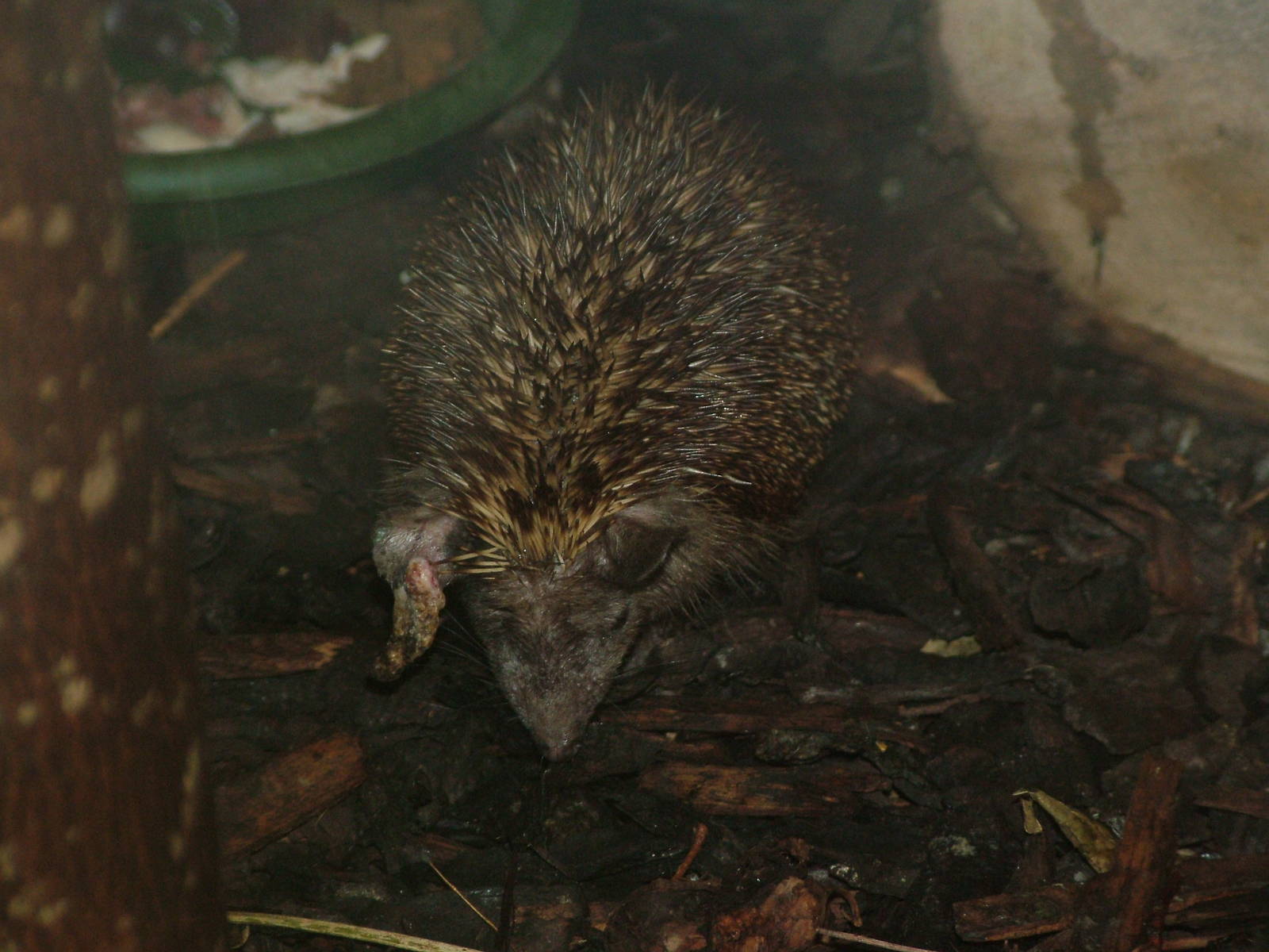 Pakistani Black Hedgehog (Paraechinus micropus) at Five Sisters Zoo Park 20