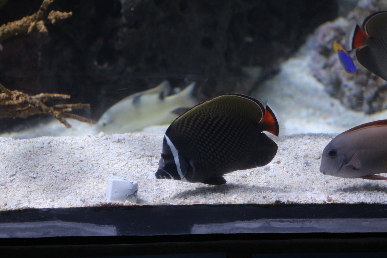 Pakistani Butterflyfish