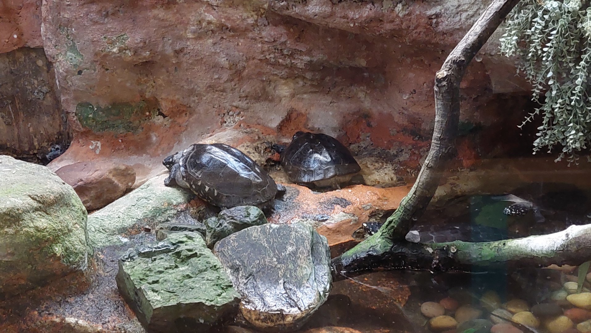 Pakistani Pond Turtle (Geoclemys hamiltoni)