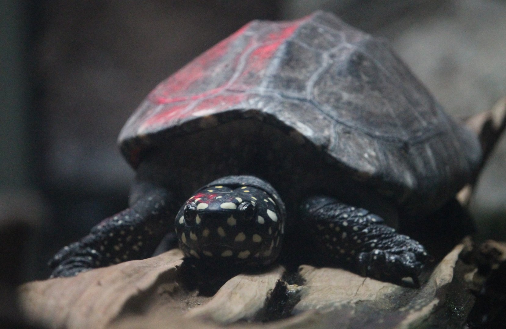 Pakistani pond turtle (Geoclemys hamiltoni)