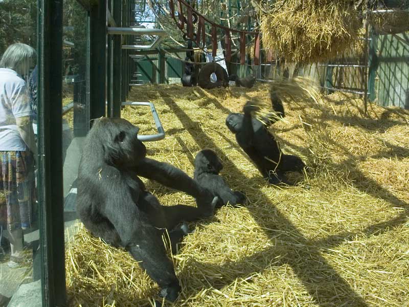 'Palace of the Apes', external cage