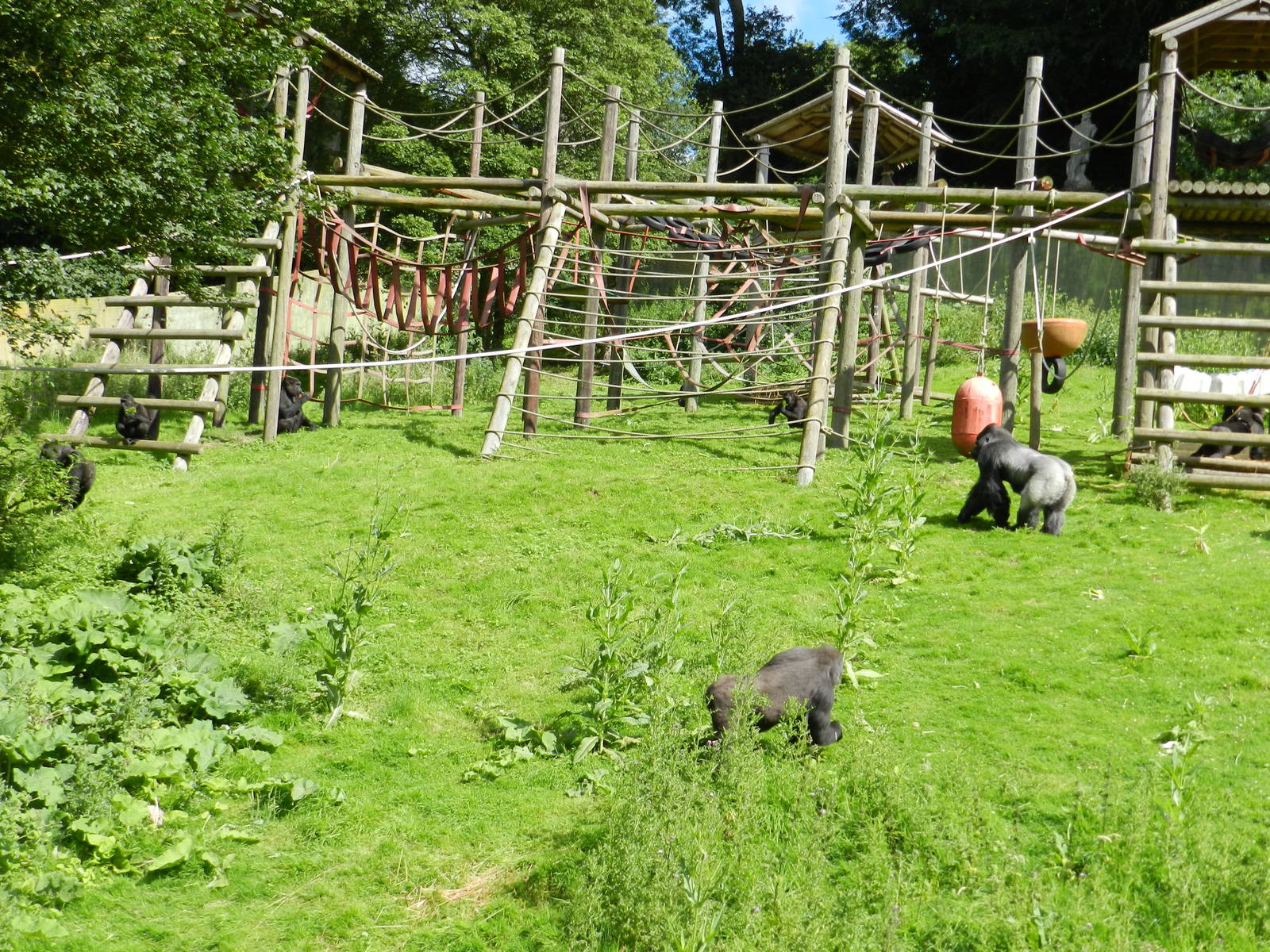 Palace of the Apes Garden