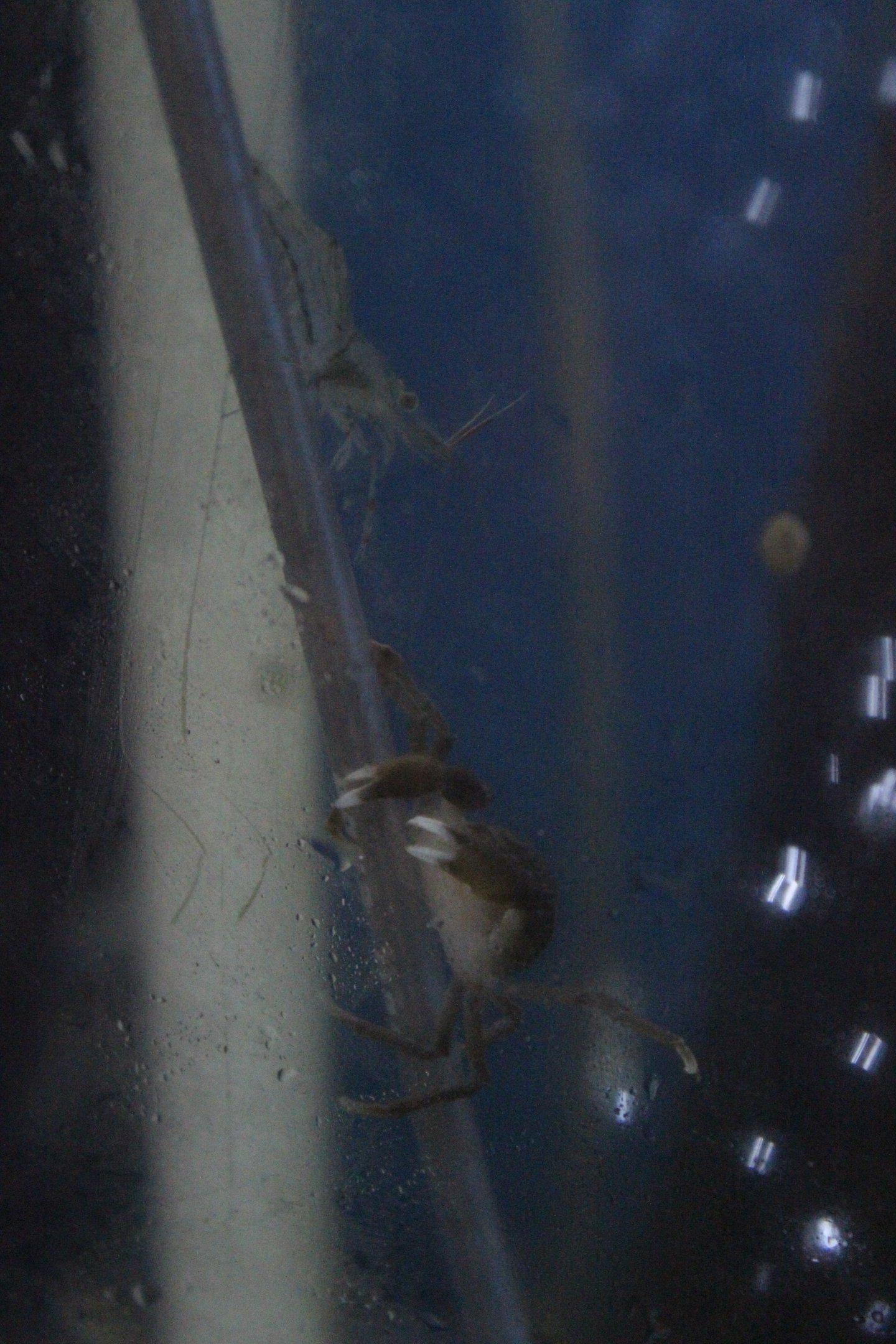 Palaemon affinis, with a crab