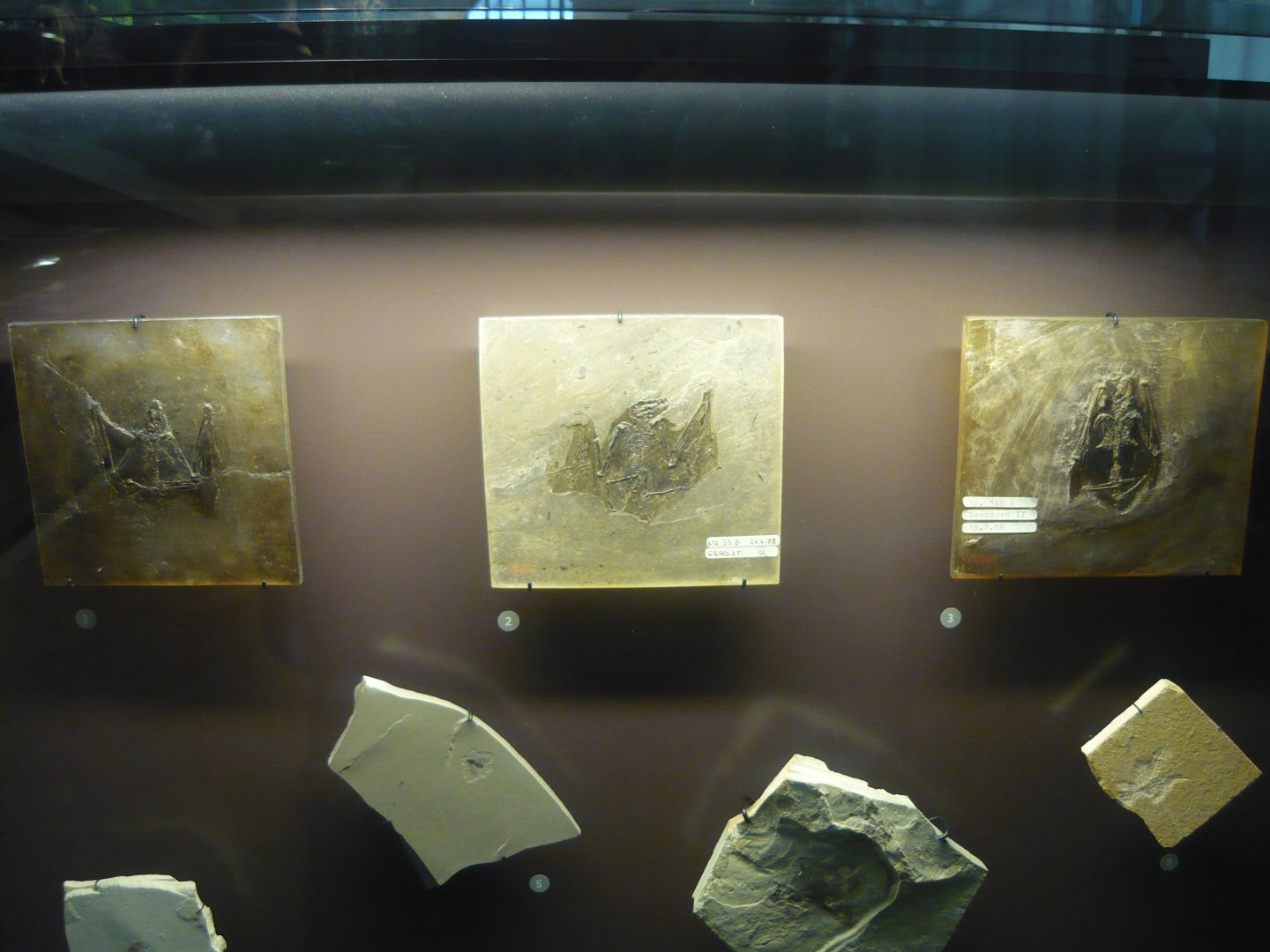 Palaeochiropteryx and insects from the Messel Pit