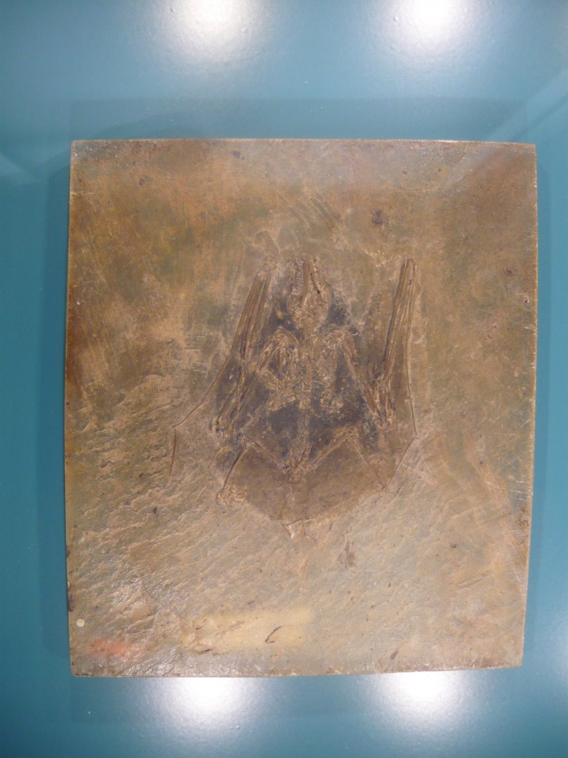 Palaeochiropteryx sp.