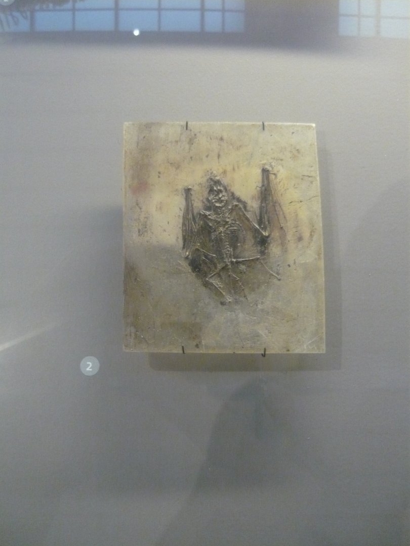 Palaeochiropteryx tupaiodon